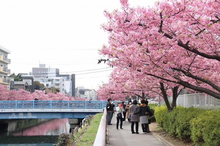 東京木場公園大横川沿岸約有80株河津櫻，花期一直維持到3月中旬左右。　圖：東京都江東區／提供