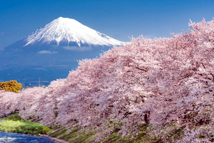 把握春櫻時節，來趟日本追櫻之旅。　圖：JR TIMES／提供