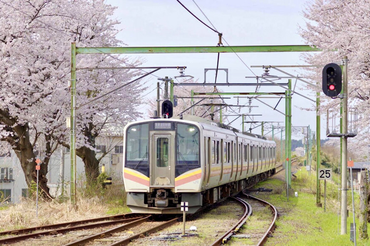 ▲新潟縣燕市JR分水站－列車自櫻花道穿行經過。　圖：JR TIMES／提供