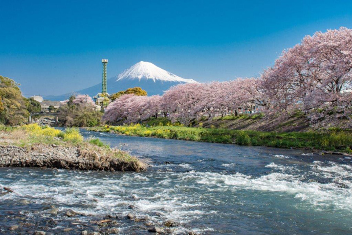 ▲靜岡潤井川龍巖淵櫻花與富士山景。　圖：JR TIMES／提供