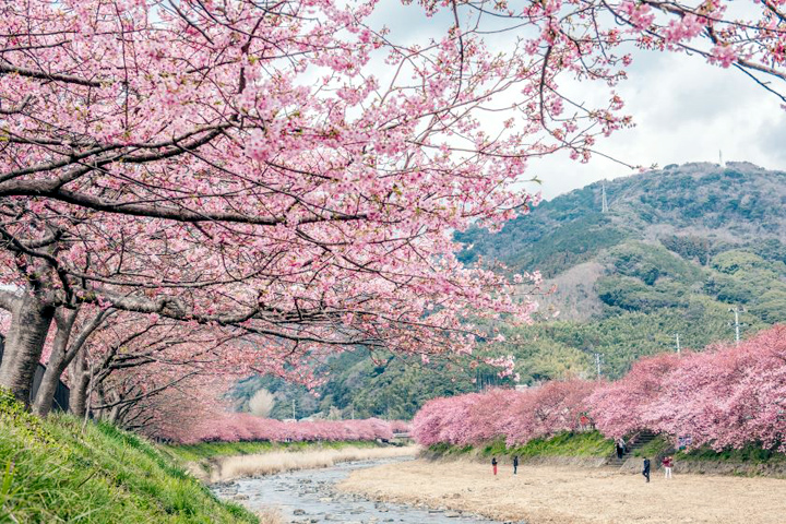 ▲靜岡伊豆半島河津町蜿蜒的櫻花並木。　圖：JR TIMES／提供