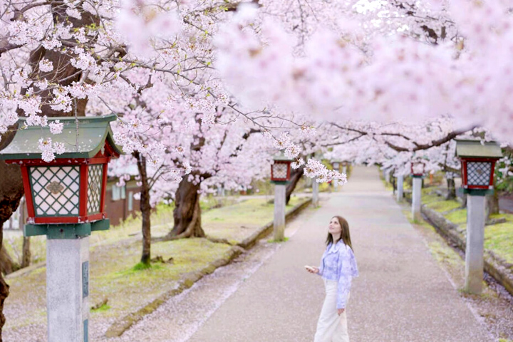 ▲彌彥公園櫻花並木道兩旁可見古色古香的燈籠。　圖：JR TIMES／提供