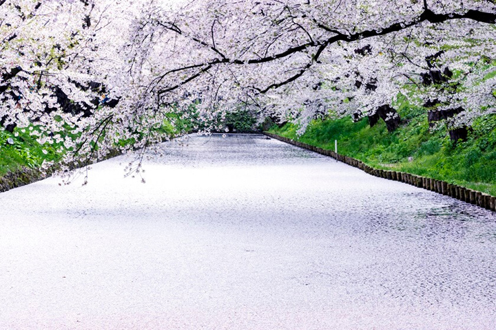 ▲護城河的櫻花散落，鋪出迷人粉色絨毯「花筏」。　圖：JR TIMES／提供