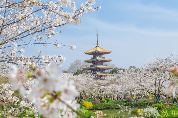 ▲武漢大學櫻花盛開。　圖：shutterstock／來源