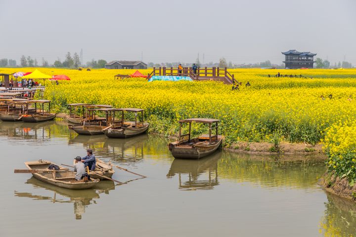 ▲江蘇省興化縣垛田區油菜花田間溪流中賞油菜花。　圖：shutterstock／來源