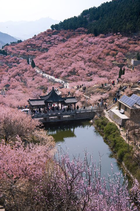 ▲山東省青島市大嶗櫻桃谷，櫻桃花盛開。　圖：shutterstock／來源