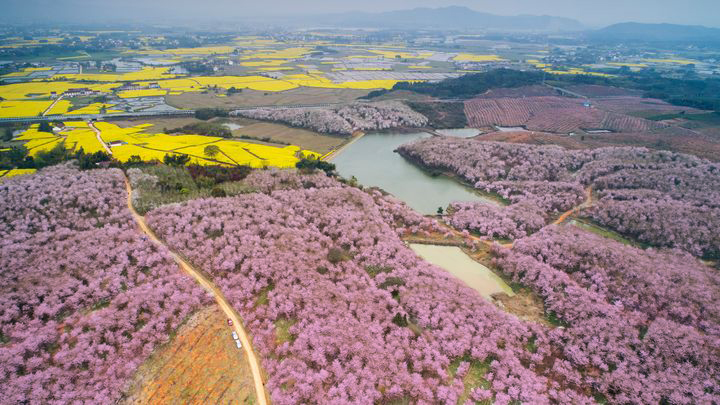 ▲安徽省郎溪縣萬畝櫻花園。　圖：shutterstock／來源