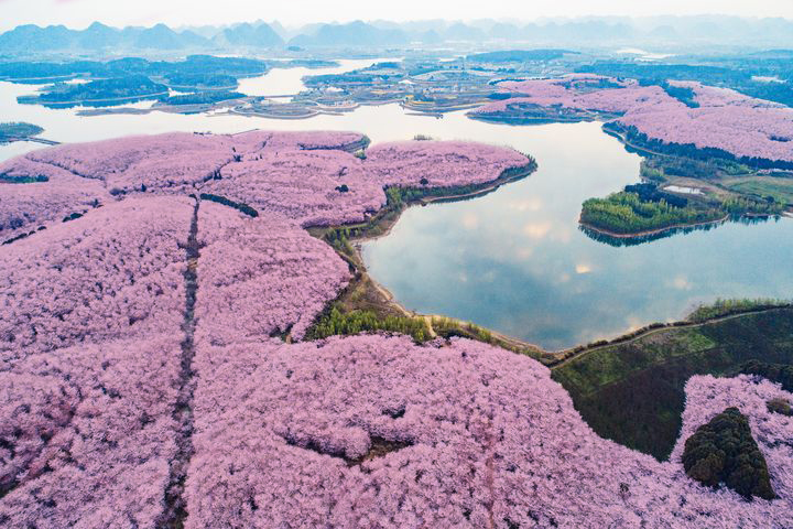 ▲貴州平壩農場櫻花園地，面積廣、密度大，氣勢驚人。　圖：shutterstock／來源