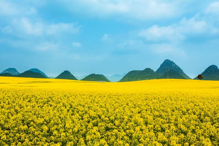 ▲雲南羅平金黃油菜花。　圖：shutterstock／來源