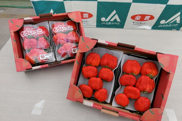 來自宮城縣的品牌「仙台草莓（仙台いちごⓇ）」果實大顆又甜美。　圖：向日遊顧問有限公司／提供