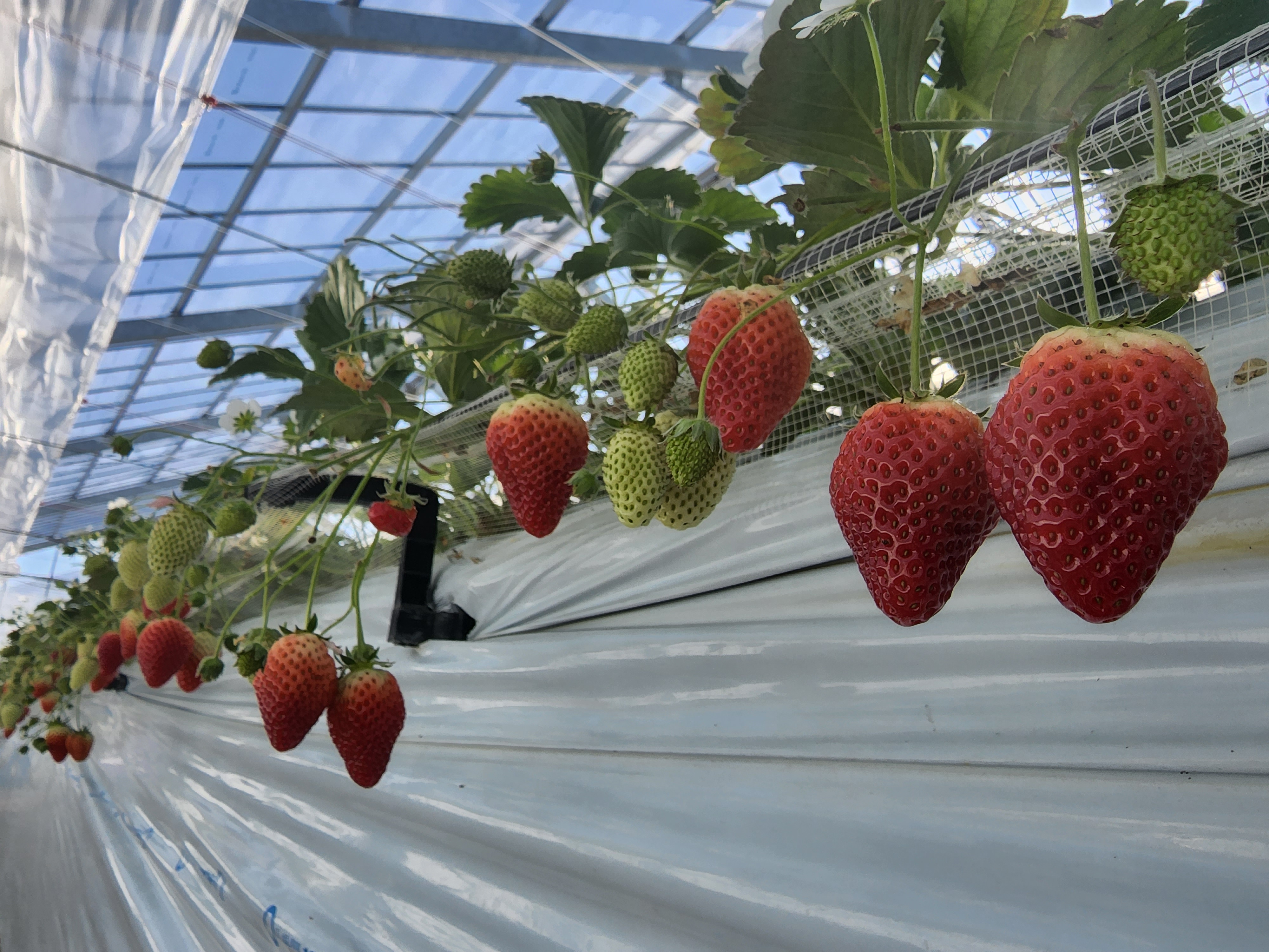 ▲震災後從土耕栽培改為高架栽培的草莓，也更適合觀光發展。　圖：向日遊顧問有限公司／提供