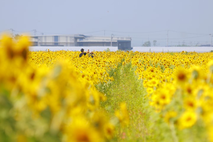 ▲ 一望無際的向日葵花海是夏日必拍的美景。　圖：向日遊顧問有限公司／提供