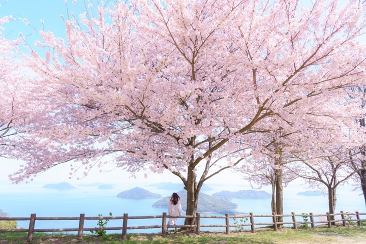 香川縣紫雲出山的櫻花美景是出遊打卡勝地。　圖：香川縣／提供