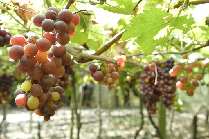 ▲多樣性的釀酒葡萄，讓鵬群頂酒莊被譽為「台灣葡萄露天博物館」。　記者-王政／攝