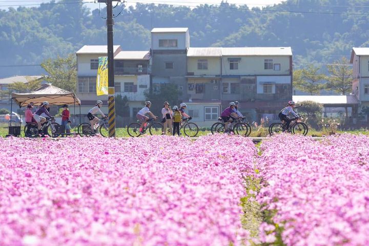 ▲騎自行車探索花海是最棒的方式。　圖：美濃區公所／提供