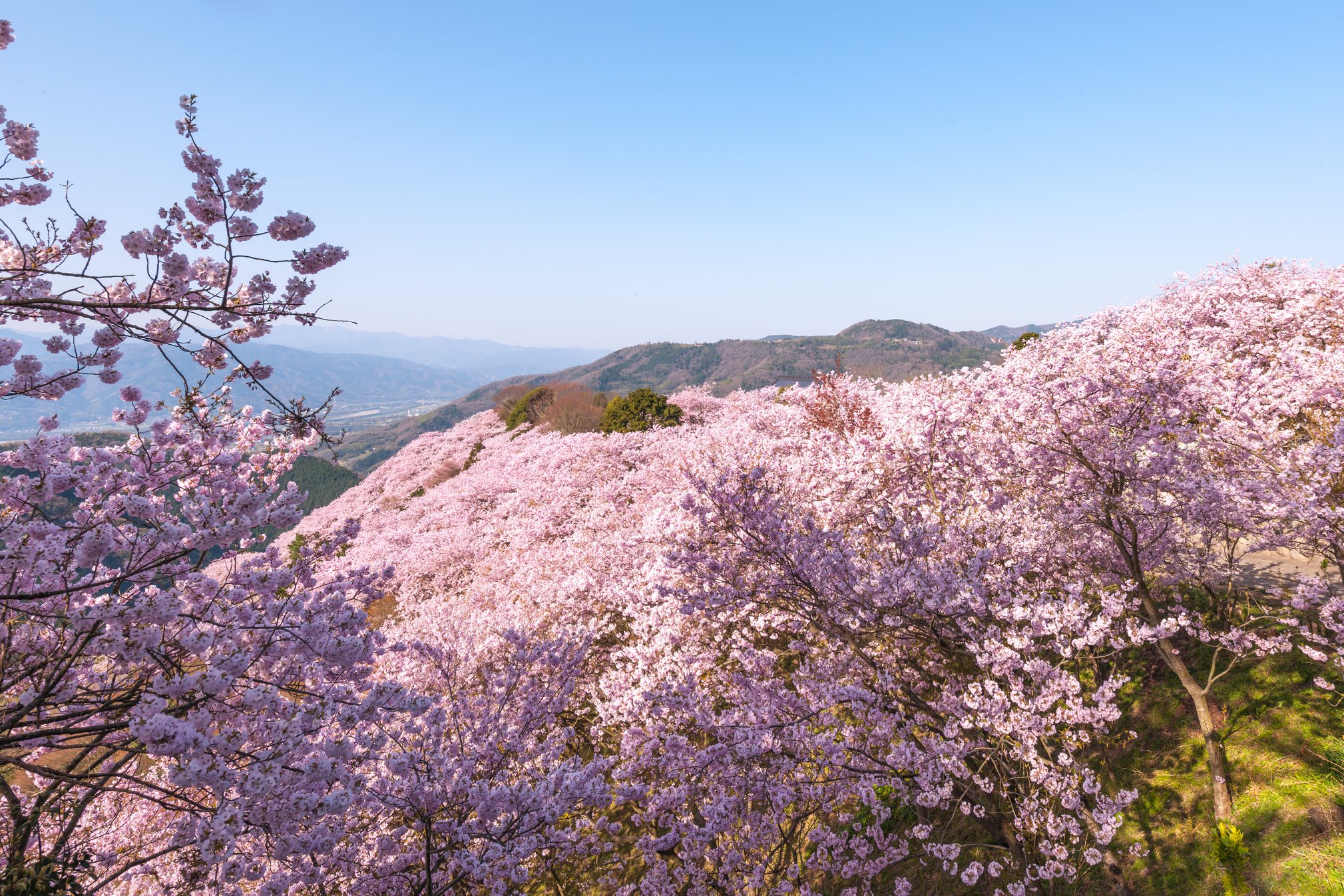 ▲德島的八百萬神之御殿山坡上如一片美麗的粉色花海綻放。　圖：德島縣／提供
