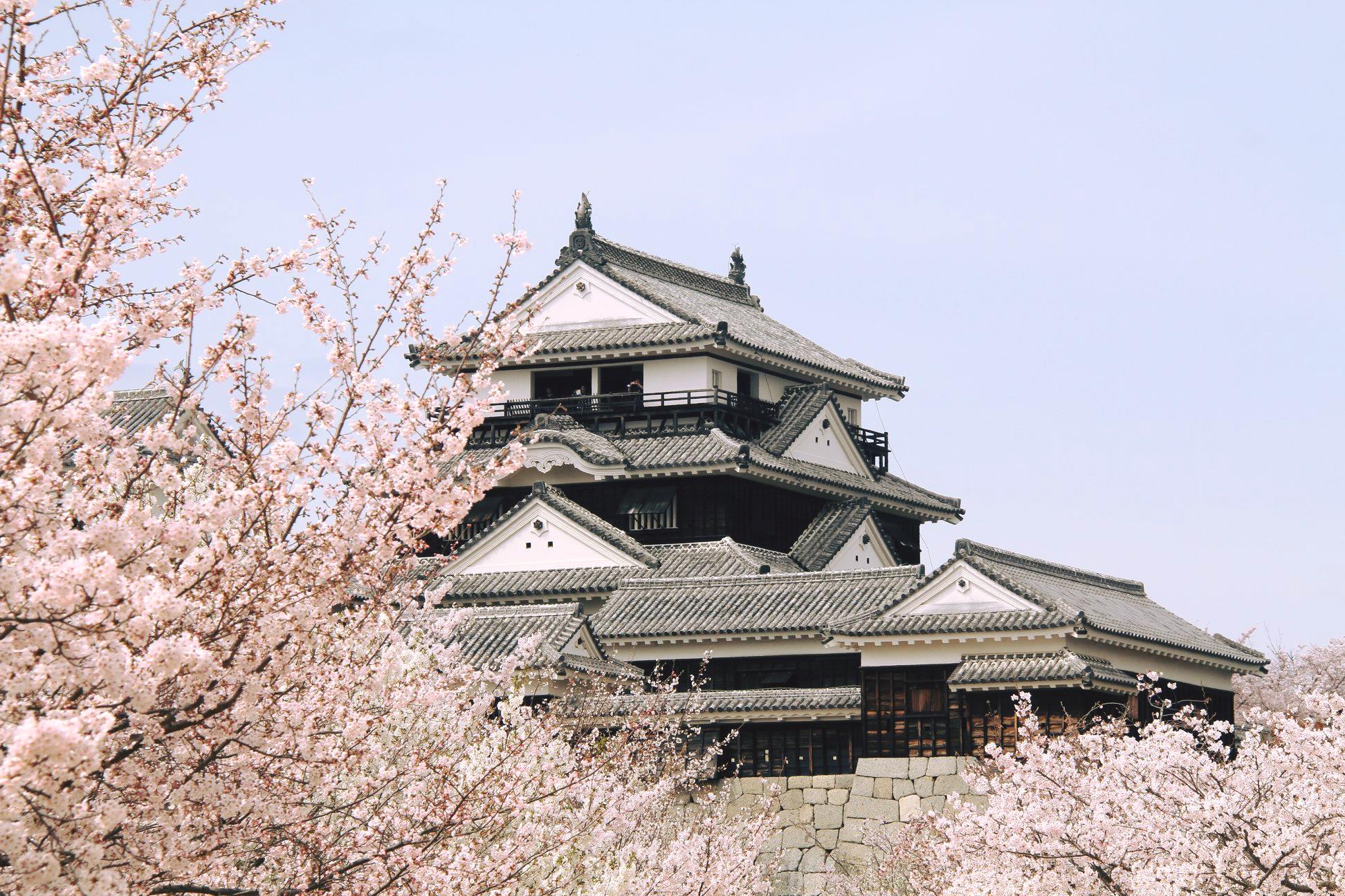 ▲愛媛松山城櫻花美景。　圖：愛媛縣／提供