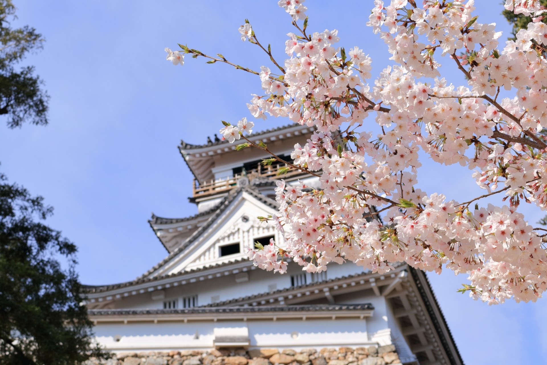 ▲高知城公園的粉櫻照。　圖：高知縣／提供