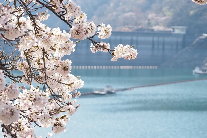 位於東京郊區的奧多摩湖，不像知名賞櫻景點人潮洶湧，是令人驚豔的花見秘境。　圖：奧多摩觀光協會／提供