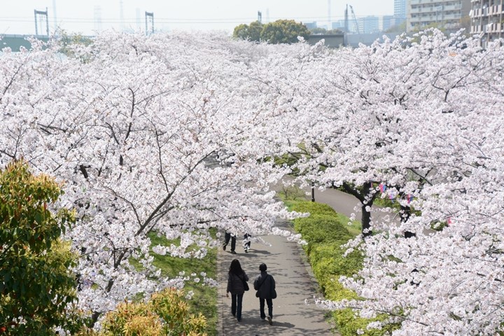 東京賞櫻秘境〜小松川千本櫻綿延2公里