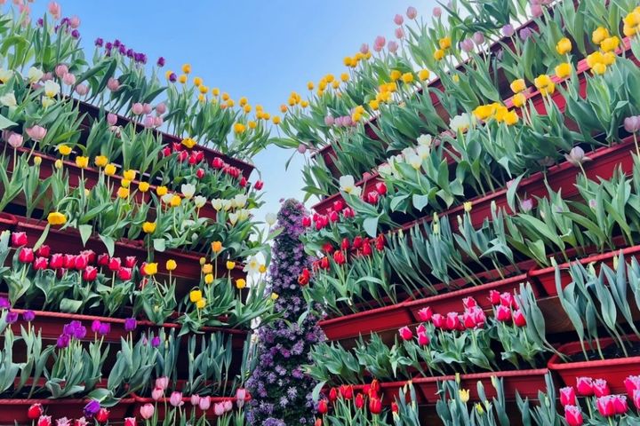 ▲首次嘗試以立體方式呈現鬱金香花牆。　圖：臺北市政府工務局公園處／提供