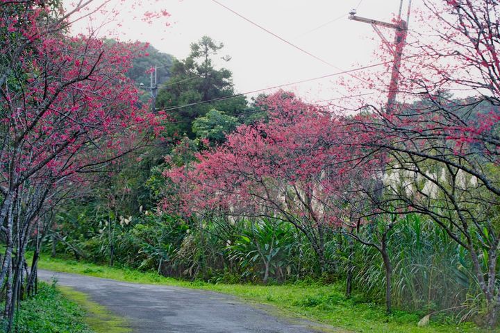 二格道路的山櫻花夾道綻放。　圖：新北市政府農業局／提供