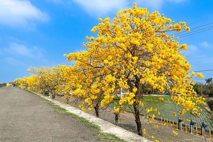 嬌豔的黃花風鈴木。　圖：嘉義縣文化觀光局／提供