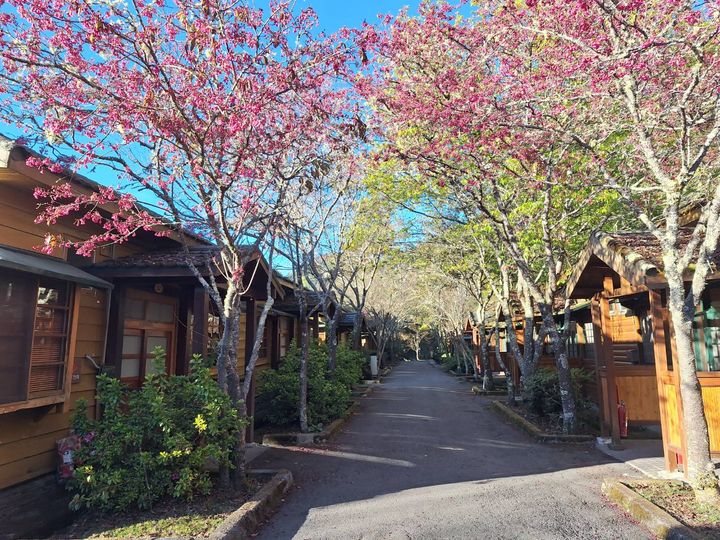 ▲日式和室前山櫻花。　圖：農業部林業及自然保育署台中分署／提供