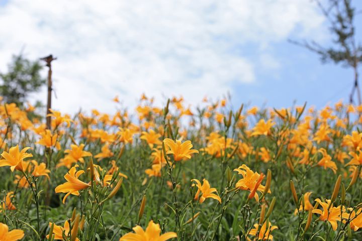 ▲4月～5月，將由金針花季緊接登場。　圖：shutterstock／來源