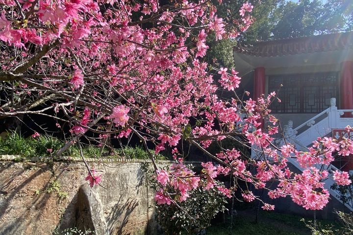 ▲粉嫩櫻花也不讓李花專美於前。　圖：參山國家風景區管理處／提供