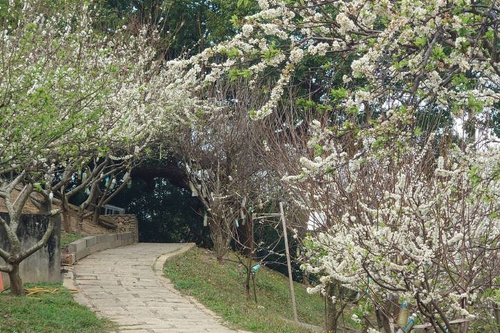 ▲滿園雪白李花，猶如置身白雪世界。　圖：參山國家風景區管理處／提供