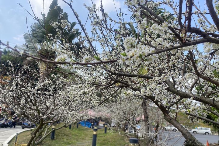 春暖花開，八卦山轄區虎山巖寺周遭李花盛開。　圖：參山國家風景區管理處／提供