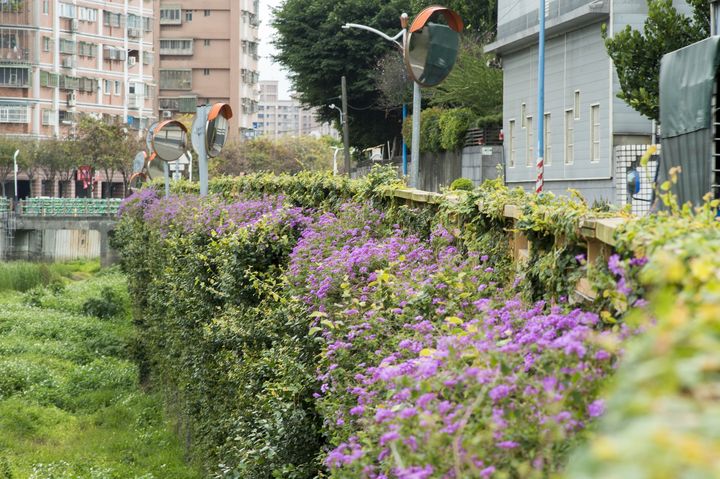 ▲鴨母港溝綠美化有成，河道及堤岸佈滿各種植物。　圖：新北市政府水利局／提供