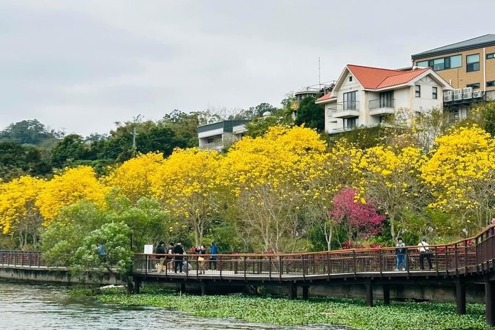 春遊竹縣賞花去 漫步黃花風鈴木步道浪漫滿分