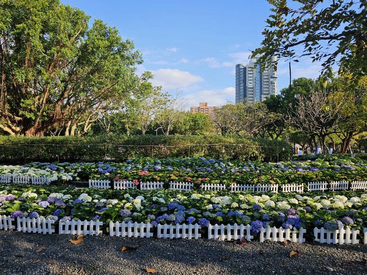 ▲未展先轟動的「杜鵑花心心」，將再度吸引民眾的目光。　圖：台北市政府工務局公園路燈工程管理處／提供