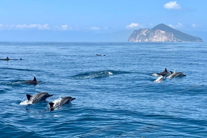每年4月至10月為最佳賞鯨豚時期。　圖：東北角及宜蘭海岸國家風景區管理處／提供