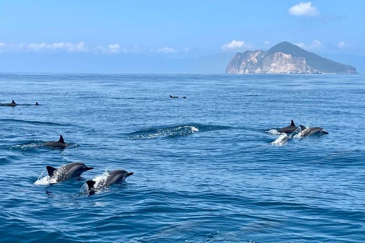 龜山島開放登島！4至10月安排賞鯨豚就對了 