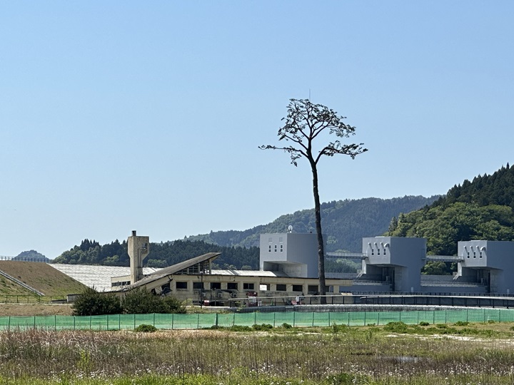 ▲311地震當年，「奇蹟的一本松」由於背後的陸前高田青年旅館正好擋住了海嘯衝擊而得以存活，就此成為復興的標誌。 圖：岩手縣／提供