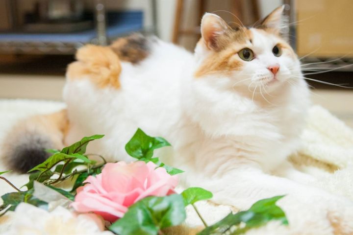大分縣「別府溫泉新玉旅館」擁有約80餘隻貓，可愛萌樣深深吸引旅客到訪。　圖：樂天旅遊／提供