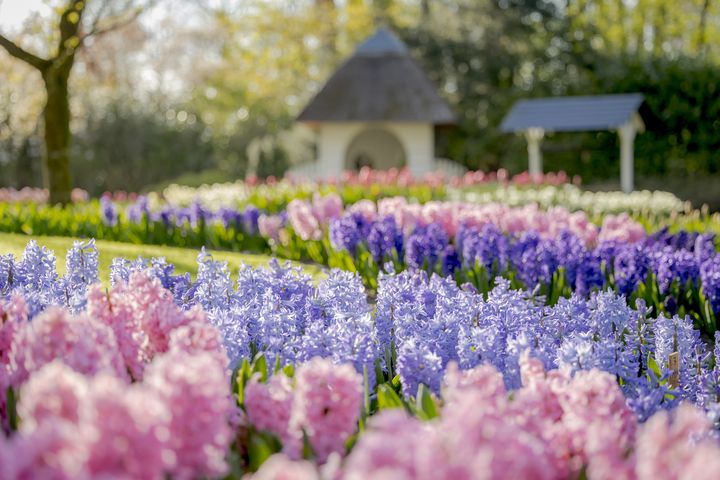 ▲浪漫的風信子為庫肯霍夫增添粉嫩色彩。　圖：Keukenhof／來源