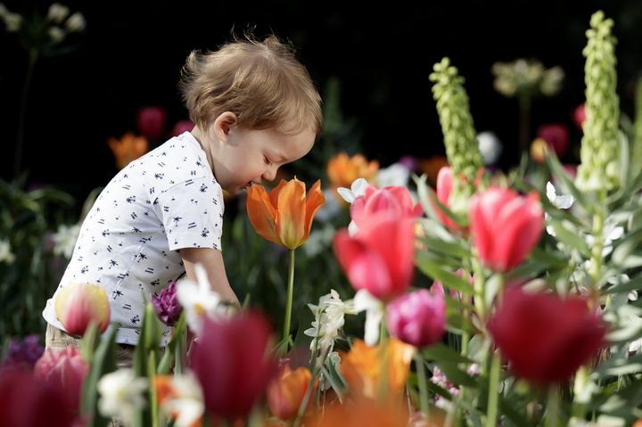 ▲庫肯霍夫有超過800種鬱金香品種。　圖：Keukenhof／來源