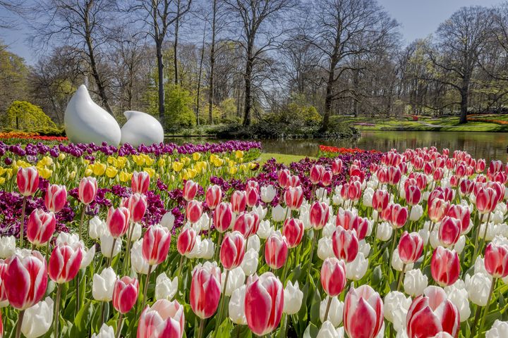 世界上最大的鬱金香公園「庫肯霍夫」今年度自3/21開放至5/12。　圖：Keukenhof／來源 