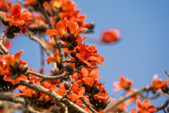 ▲綻放的木棉花。　圖：西拉雅國家風景區管理處／提供