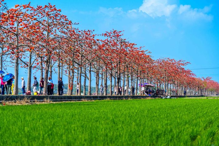 ▲林初埤木棉花道。　圖：西拉雅國家風景區管理處／提供
