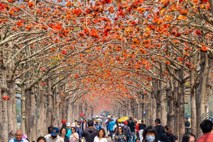 每年大約3月就是白河林初埤木棉花季的時節。　圖：西拉雅國家風景區管理處／提供