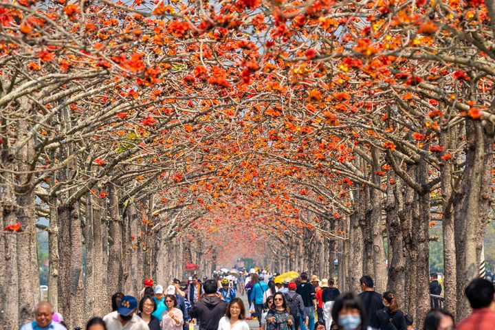 火紅登場！白河林初埤木棉花季 