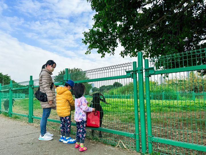 ▲超吸睛的河濱限定景點親水園區「羊咩咩的家」。　圖：新北市政府高灘地工程管理處／提供