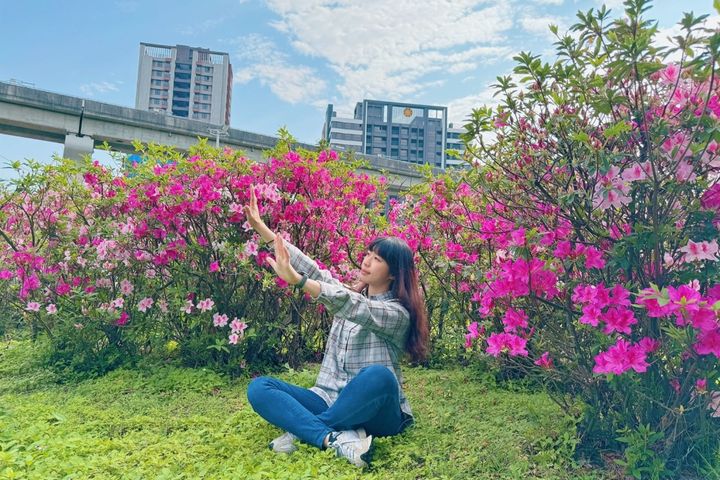 奼紫嫣紅的杜鵑花，象徵春天的正式來臨。　圖：新北市政府高灘地工程管理處／提供 