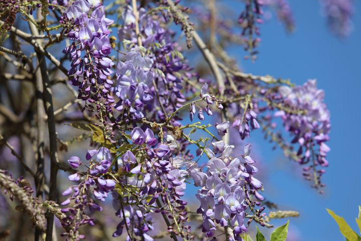 紫色夢幻／嘉義瑞里紫藤花季3/17浪漫登場