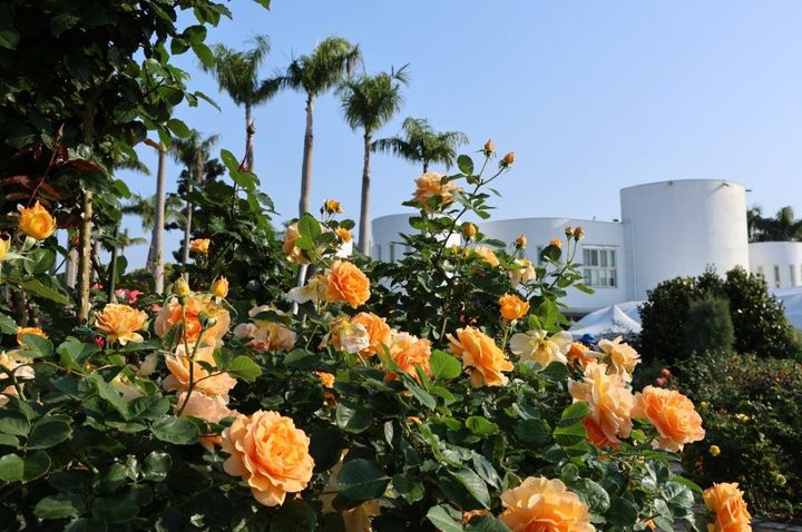 ▲台北玫瑰園花海區玫瑰花盛開。　圖：台北市政府工務局公園路燈工程管理處／提供